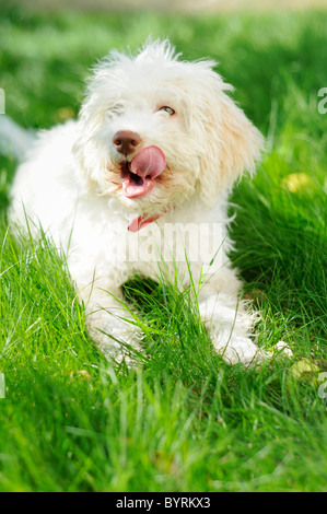 Un cane in erba che lo lambisce naso Foto Stock