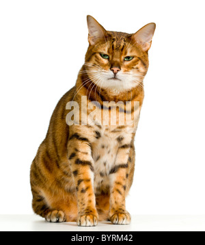 Gatto bengala in arancione e marrone in strisce come una tigre guarda con arrabbiato guardare il viewer con spazio per i pubblicitari e testo Foto Stock