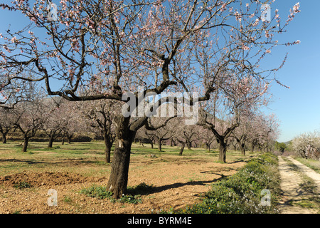 Blossom su alberi di mandorle e via attraverso un frutteto vicino Alcalali, (Jalon Valley), Provincia di Alicante, Valencia, Spagna Foto Stock