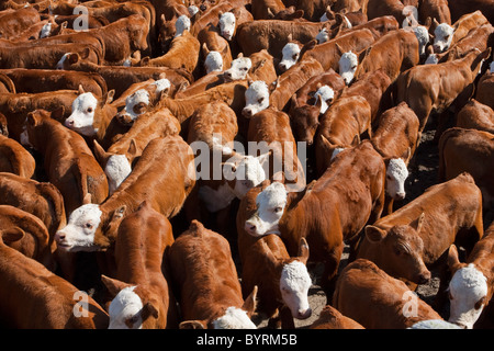 Hereford/rossa croce Angus-Hereford vitelli da macello nella penna durante il roundup in attesa di branding, la castrazione e la vaccinazione / Canada. Foto Stock