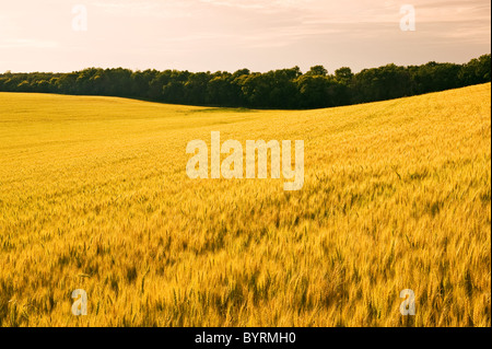 Agricoltura - campo di rotolamento di maturazione del grano in tardo pomeriggio light / vicino Treherne, Manitoba, Canada. Foto Stock