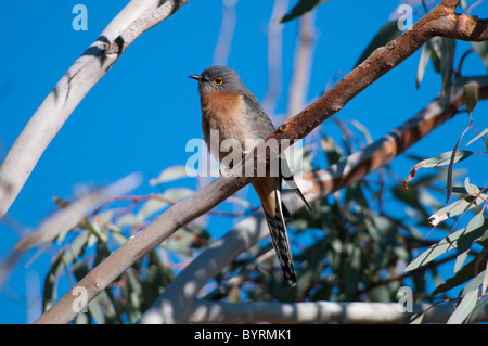 Fan-tailed cuculo (Cacomantis flabelliformis) Foto Stock