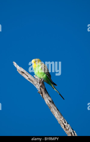 Budgerigar selvatico (Melopsittacus undulatus) Foto Stock