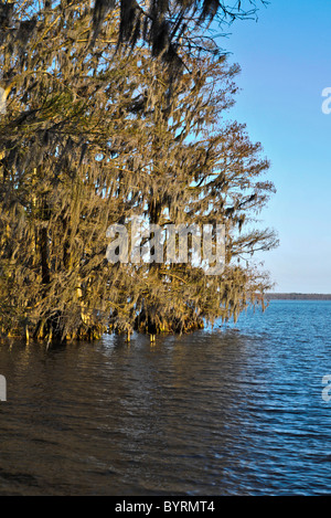 Cipresso calvo alberi a Pettigrew State Park, North Carolina Foto Stock