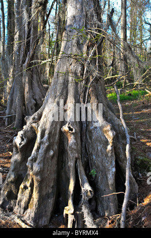 Cipresso calvo alberi a Pettigrew State Park, North Carolina Foto Stock