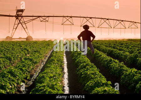 Un agricoltore sta nella sua metà della crescita campo di patate osservando un perno centrale di un sistema di irrigazione in operazione nel tardo pomeriggio la luce. Foto Stock