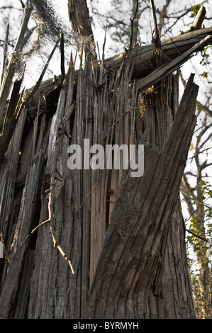 Cipresso calvo alberi a Pettigrew State Park, North Carolina Foto Stock