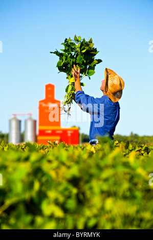 Un agricoltore ispeziona la sua metà della crescita di raccolto di soia con un elevatore del grano in background / vicino a Carey, Manitoba, Canada. Foto Stock