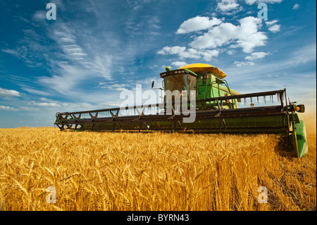 Agricoltura - una mietitrebbia John Deere maturo di raccolti di grano di inverno nel tardo pomeriggio / luce vicino Kane, Manitoba, Canada. Foto Stock