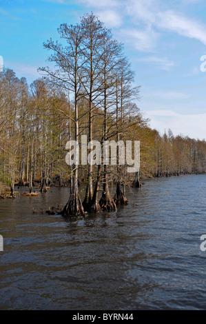 Cipresso calvo alberi a Pettigrew State Park, North Carolina Foto Stock