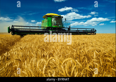 Agricoltura - una mietitrebbia John Deere maturo di raccolti di grano di inverno nel tardo pomeriggio / luce vicino Kane, Manitoba, Canada. Foto Stock