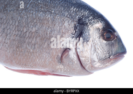 Crudo di pesce dorado isolati su sfondo bianco Foto Stock