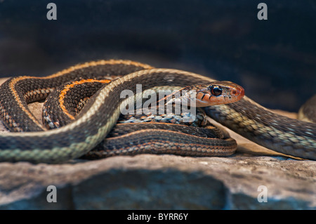 Un cluster di comuni serpenti giarrettiera. Foto Stock