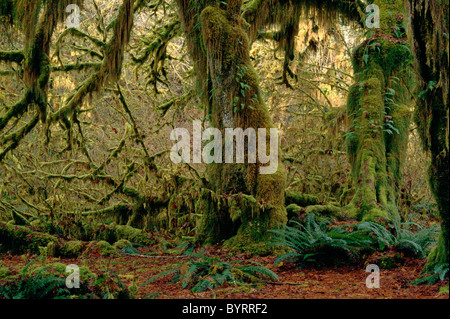 Hoh rain forest moss laden alberi retroilluminato verde lussureggiante fogliame Olympic Penninsula Stato di Washington STATI UNITI D'AMERICA Foto Stock