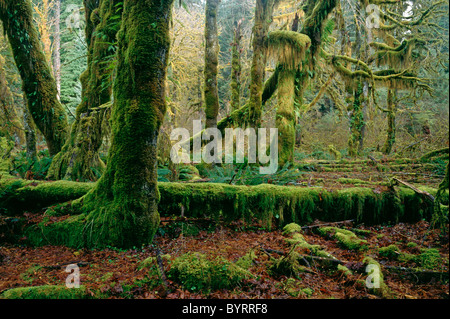 Hoh rain forest moss laden alberi retroilluminato verde lussureggiante fogliame Olympic Penninsula Stato di Washington STATI UNITI D'AMERICA Foto Stock