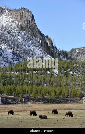 Bison, Buffalo, il Parco Nazionale di Yellowstone, Wyoming, pascoli, navigazione Foto Stock