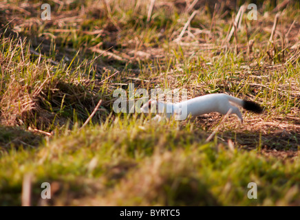 Ermellino o Ermellino in bianco puro cappotto invernale la caccia su praterie di Norfolk Foto Stock