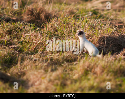 Ermellino o Ermellino in bianco puro cappotto invernale la caccia su praterie di Norfolk Foto Stock