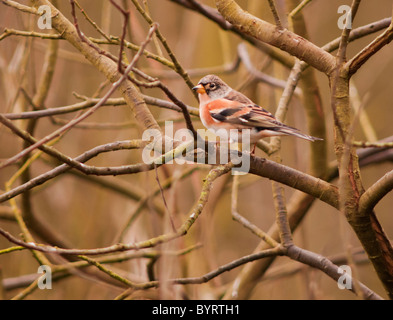 Maschio, Brambling Fringilla montifringilla, appollaiato sul ramo Foto Stock