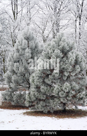 Trasformata per forte gradiente frost coperte di pini freddo gelido cool Foto Stock