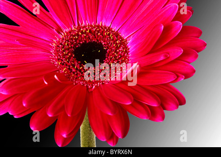 Unica rosa / rosso Gerbera con un gradiente bianco e nero retro drop. Foto Stock