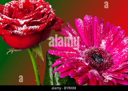 La fusione della neve e del ghiaccio su una rosa rossa e pink gerbera con un luminoso colorato torna a gradiente di discesa. Foto Stock