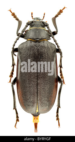 Femmina di Prionus coriarius isolato su uno sfondo bianco. Foto Stock