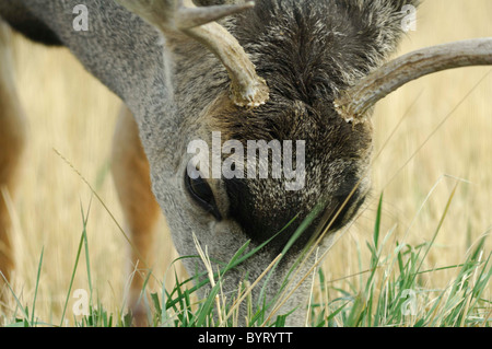 Giovani mulo cervo mulo, cervo, capriolo Foto Stock