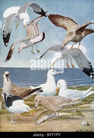 Queste illustrazioni di gabbiani sono da American Ornithologist e illustrator Louis Agassiz Fuertes e data al 1917. Foto Stock