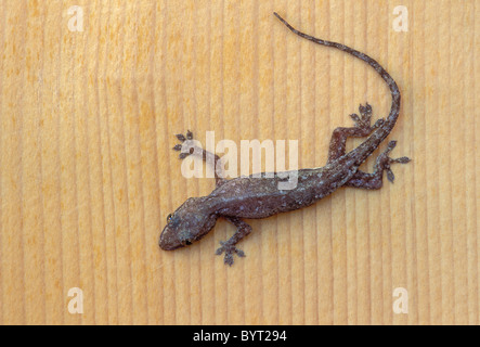 Casa comune geco Hemidactylus frenatus; Hawaii. Foto Stock