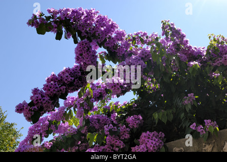 Una rosa bougainvillea accanto all'cielo blu nel giardino privato nella città di Cavtat.Il bougainvillea è popolare pianta di giardino in ... Foto Stock