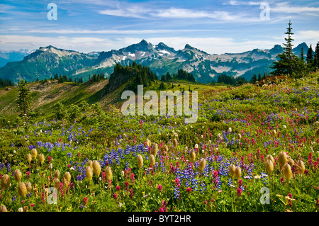 Fiori Selvatici in prato e vista di Tatoosh spaziano dalla Skyline Trail nel paradiso area; il Parco Nazionale del Monte Rainier, Washington. Foto Stock