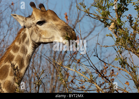 Testa di giraffa mangiare Foto Stock