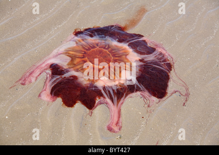 Pesci di Liones Mane Jelly si sono lavati sulla spiaggia in irlanda Foto Stock