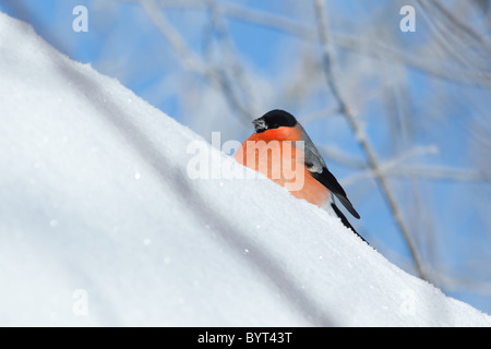 Il Bullfinch (Pyrrhula pyrrhula) in inverno. Bellissimo uccello nella natura selvaggia. Foto Stock