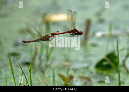 Common Darter (Sympetrum striolatum) - maschile e femminile in volo di accoppiamento Foto Stock