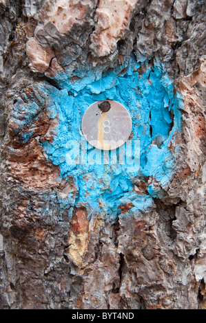 Il numero 8 stampato su un disco di metallo inchiodati ad un tronco di albero. Foto Stock