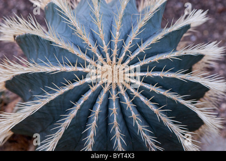 Astrophytum ornatum Cactaceae nord est del Messico la principessa di Galles conservatorio botanico di Kew Gardens, Londra Uk Close up cactus Foto Stock