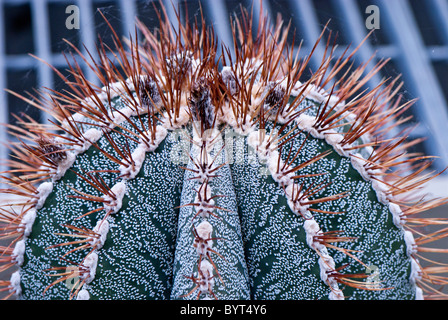 Astrophytum ornatum Cactaceae nord est del Messico la principessa di Galles conservatorio botanico di Kew Gardens, Londra Uk Close up cactus Foto Stock