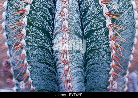 Astrophytum ornatum Cactaceae nord est del Messico la principessa di Galles conservatorio botanico di Kew Gardens, London, Regno Unito Foto Stock