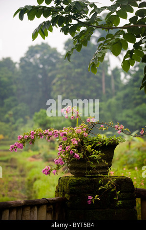 Una splendida fioritura rosa pianta in vaso si siede su una parete anteriore di un verde lussureggiante campo di riso in Ubud, Bali, Indonesia Foto Stock