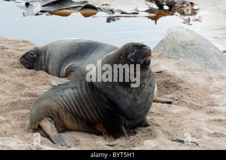 Nuova Zelanda (prostitute) i leoni di mare su Enderby Island in sub antartiche Isole Auckland gruppo. Foto Stock