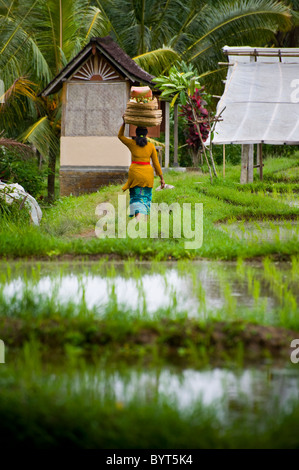 Una donna Balinese in abiti colorati porta offerte per un locale tempio indù in campi di riso terrazzati di Ubud, Bali. Foto Stock