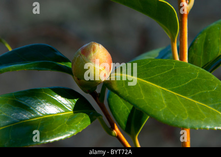 Foglie di Camellia e bud. Foto Stock