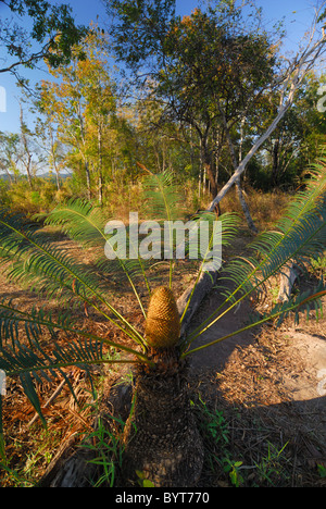 Al Namnao Parco Nazionale in Thailandia Foto Stock