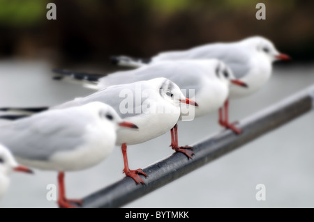 Testa nera gabbiani in fila appollaiato sulla rampa Foto Stock