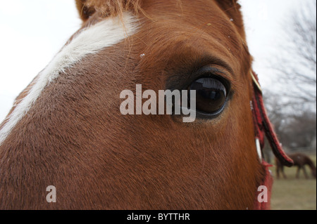 Essendo controllati da un American Quarter Horse con un secondo in background. La prima neve comincia a sfaldarsi sulla sua faccia. Foto Stock