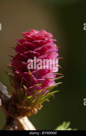 Unione Larice (Larix decidua) fiore femmina Foto Stock