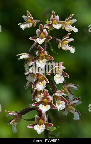 Elleborina palustre (Bergonii palustris), testa di fiori Foto Stock