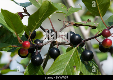 Alder frangola (Frangula alnus), bacche, autunno Foto Stock